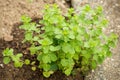 A vibrant bushel of oregano