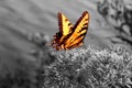 Vibrant butterfly on black and white