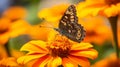 Vibrant Butterfly On Orange Flowers: High Dynamic Range Uhd Image