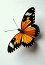 Vibrant butterfly with orange wings and black spots