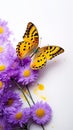 Vibrant butterfly perched on yellow, purple flower on a white background Royalty Free Stock Photo