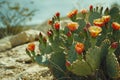 Vibrant Cactus Blooms in Desert Landscape