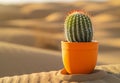 Vibrant cactus plant in orange pot on sandy desert background Royalty Free Stock Photo