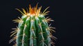 Vibrant Cactus with Sharp Spines on a Dark Background