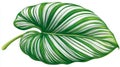 The vibrant Calathea leaf is showcased in a close-up view, emphasizing its detailed intricate patterns and textures Royalty Free Stock Photo