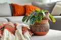 Vibrant calathea plant in a clay pot enhancing the living rooms eclectic style