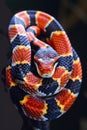 Vibrant California Kingsnake Coiled Elegantly Over Isolated Dark Background Exotic Reptile Wildlife