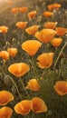 Vibrant california poppies in sunny field Royalty Free Stock Photo