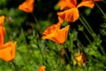 Vibrant Californian Poppies Growing in the Spring Sunshine Royalty Free Stock Photo