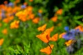 Vibrant Californian Poppies Growing in the Spring Sunshine Royalty Free Stock Photo