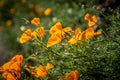 Bright orange Californian poppies, with selective focus Royalty Free Stock Photo