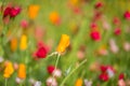 Vibrant Californian Poppies in the Sunshine, with a Shallow Depth of Field Royalty Free Stock Photo
