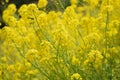 Vibrant Canola flower fields in sunshine Royalty Free Stock Photo