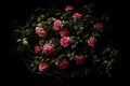 Ai Generative Beautiful colorful roses blooming in the garden on black background Royalty Free Stock Photo