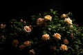 Ai Generative Beautiful colorful roses blooming in the garden on black background Royalty Free Stock Photo