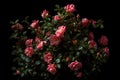 Ai Generative Beautiful colorful roses blooming in the garden on black background Royalty Free Stock Photo