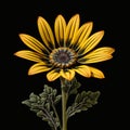 Vibrant Caricature Of A Yellow Flower On Black Background