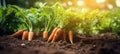 Vibrant carrot vegetable growing in organic garden soil, closeup with natural background