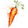 A vibrant carrot in watercolor with dynamic splashes