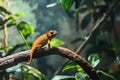 A vibrant chameleon displays its striking orange hue while resting on a tree branch Royalty Free Stock Photo