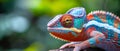 Vibrant Chameleon Lizard In A Captivating Closeup, Showcasing Its Rich Colors