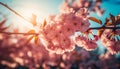 The vibrant cherry blossom tree blooms in the springtime outdoors generated by AI Royalty Free Stock Photo