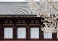 A vibrant cherry blossom tree Sakura blooming by a majestic traditional Japanese architecture with wooden eaves Royalty Free Stock Photo