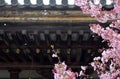 Vibrant cherry blossoms of a Sakura tree blooming by a traditional Japanese architecture with wooden eaves & the petals petals