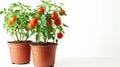 Vibrant Cherry Tomato Trees Flourish in Brown Pots on a Serene White Background ()