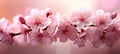 Vibrant Cherry Tree Blossom Flowers Blooming in Stunning Spring Background with Ample Copy Space