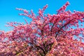 Vibrant cherry tree Sakura on blue sky during spring