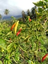 Vibrant Chili Peppers: Nature's Colorful Spice Palette