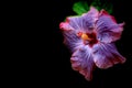 Vibrant chinese hybrid hibiscus flower