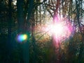 Vibrant chromatic aberration flare forest backdrop