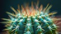 Vibrant Close-up of Cactus Spines with Colorful Detail