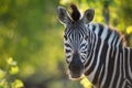 A vibrant, close up, colour image of a zebra looking at the camera. Royalty Free Stock Photo