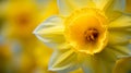 Vibrant Close-up Of Daffodil Stigma And Anthers With Blurred Background