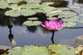 Vibrant close up of a delicate Waterlily floating atop the still waters of a tranquil lily pond