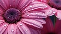 vibrant close up flowers