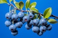 Vibrant close up of fresh and ripe huckleberry berries isolated on a captivating blue background