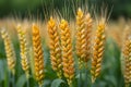 Vibrant Close-up of Golden Wheat Spikes in Sunlight Generative AI Royalty Free Stock Photo