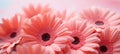 Vibrant close up of a gorgeous peach fuzz gerbera flower, symbolizing the color of the year 2024