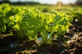 Vibrant Close-Up of Growing Celery Field AI Generated