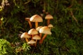 Vibrant, close-up image of a cluster of small mushrooms, nestled amongst lush green grass