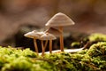 Vibrant, close-up image of a cluster of small mushrooms, nestled amongst lush green grass