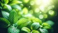 Lush Greenery: Sunlit Fresh Leaves, AI Generated