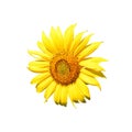 A vibrant, close-up image of a yellow sunflower with a brown center, set against a white background. It exudes the freshness and