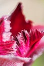 Vibrant close up on pink tulip petals with white edges