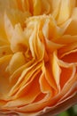a vibrant close-up of the Port Sunlight rose (Rosa \'Port Sunlight\'), blooming in bright orange brilliance.