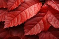 A vibrant close up red autumn leaf, evoking northwest school colors
